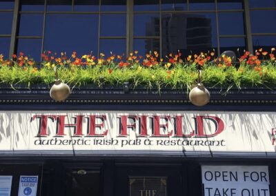 The Field 3